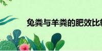 兔糞與羊糞的肥效比較(兔糞)