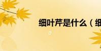 細葉芹是什么(細葉芹)