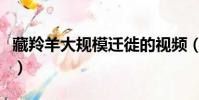 藏羚羊大規模遷徙的視頻(藏羚羊大規模遷徙)