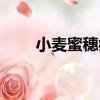 小麥蜜穗病（關于小麥蜜穗病簡介）