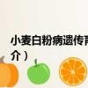小麥白粉病遺傳育種研究（關于小麥白粉病遺傳育種研究簡介）