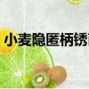 小麥隱匿柄銹菌（關于小麥隱匿柄銹菌簡介）