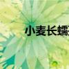 小麥長蠕孢（關于小麥長蠕孢簡介）