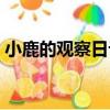 小鹿的觀察日記（關于小鹿的觀察日記簡介）