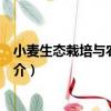 小麥生態栽培與農業生產（關于小麥生態栽培與農業生產簡介）