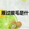 雁過拔毛是什么意思（雁過拔毛是什么生肖）
