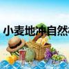 小麥地沖自然村（關于小麥地沖自然村簡介）