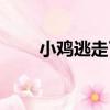小雞逃走了（關于小雞逃走了簡介）