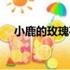 小鹿的玫瑰花（關于小鹿的玫瑰花簡介）