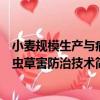 小麥規模生產與病蟲草害防治技術（關于小麥規模生產與病蟲草害防治技術簡介）