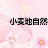 小麥地自然村（關于小麥地自然村簡介）