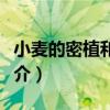 小麥的密植和深耕（關于小麥的密植和深耕簡介）