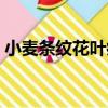 小麥條紋花葉病（關于小麥條紋花葉病簡介）