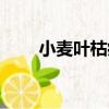 小麥葉枯病（關于小麥葉枯病簡介）