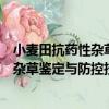 小麥田抗藥性雜草鑒定與防控技術規程（關于小麥田抗藥性雜草鑒定與防控技術規程簡介）