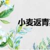 小麥返青期（關于小麥返青期簡介）
