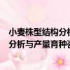 小麥株型結構分析與產量育種咨詢系統（關于小麥株型結構分析與產量育種咨詢系統簡介）