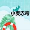 小麥赤霉菌（關于小麥赤霉菌簡介）