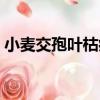 小麥交孢葉枯病（關于小麥交孢葉枯病簡介）