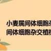 小麥屬間體細胞雜交植株再生能力互補的研究（關于小麥屬間體細胞雜交植株再生能力互補的研究簡介）
