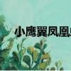 小鷹翼鳳凰螺（關于小鷹翼鳳凰螺簡介）