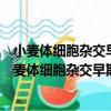 小麥體細胞雜交早期雜種細胞的染色質消減及漸滲（關于小麥體細胞雜交早期雜種細胞的染色質消減及漸滲簡介）
