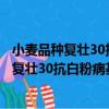 小麥品種復壯30抗白粉病基因的研究及利用（關于小麥品種復壯30抗白粉病基因的研究及利用簡介）