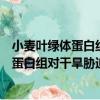 小麥葉綠體蛋白組對干旱脅迫響應的研究（關于小麥葉綠體蛋白組對干旱脅迫響應的研究簡介）