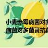 小麥赤霉病菌對多菌靈抗藥性相關蛋白研究（關于小麥赤霉病菌對多菌靈抗藥性相關蛋白研究簡介）