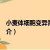 小麥體細胞變異育種研究（關于小麥體細胞變異育種研究簡介）