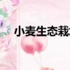 小麥生態栽培（關于小麥生態栽培簡介）