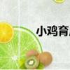 小雞育成（關于小雞育成簡介）