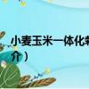 小麥玉米一體化栽培技術（關于小麥玉米一體化栽培技術簡介）