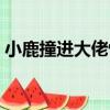 小鹿撞進大佬懷（關于小鹿撞進大佬懷簡介）