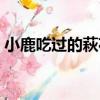 小鹿吃過的萩花（關于小鹿吃過的萩花簡介）