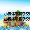 小麥體細胞雜交新品種山融3號耐鹽的功能基因研究（關于小麥體細胞雜交新品種山融3號耐鹽的功能基因研究簡介）