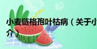 小麥鏈格孢葉枯病(關于小麥鏈格孢葉枯病簡介)
