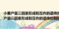 小麥產量三因素形成和互作的遺傳控制機制研究(關于小麥產量三因素形成和互作的遺傳控制機制研究簡介)