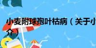 小麥附球孢葉枯病(關于小麥附球孢葉枯病簡介)