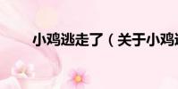 小雞逃走了(關于小雞逃走了簡介)