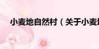 小麥地自然村(關于小麥地自然村簡介)