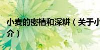 小麥的密植和深耕(關于小麥的密植和深耕簡介)