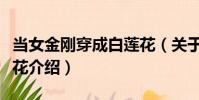 當女金剛穿成白蓮花(關于當女金剛穿成白蓮花介紹)