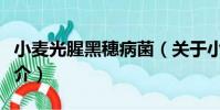 小麥光腥黑穗病菌(關于小麥光腥黑穗病菌簡介)