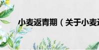 小麥返青期(關于小麥返青期簡介)