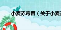 小麥赤霉菌(關于小麥赤霉菌簡介)