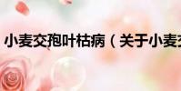 小麥交孢葉枯病(關于小麥交孢葉枯病簡介)