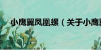 小鷹翼鳳凰螺(關于小鷹翼鳳凰螺簡介)