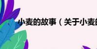 小麥的故事(關于小麥的故事簡介)