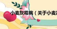 小麥灰霉病(關于小麥灰霉病簡介)